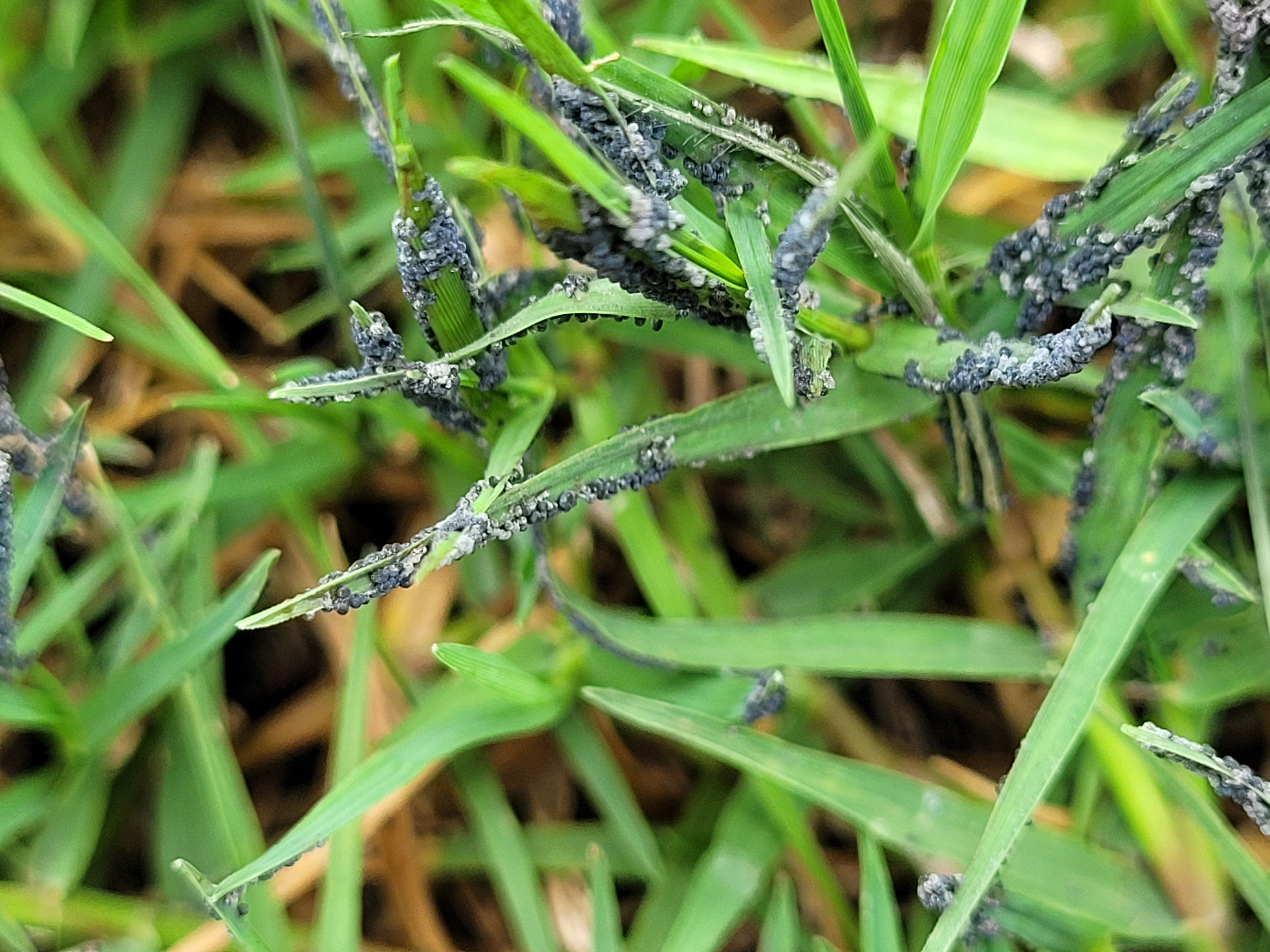 Close up of black soot mold on grass