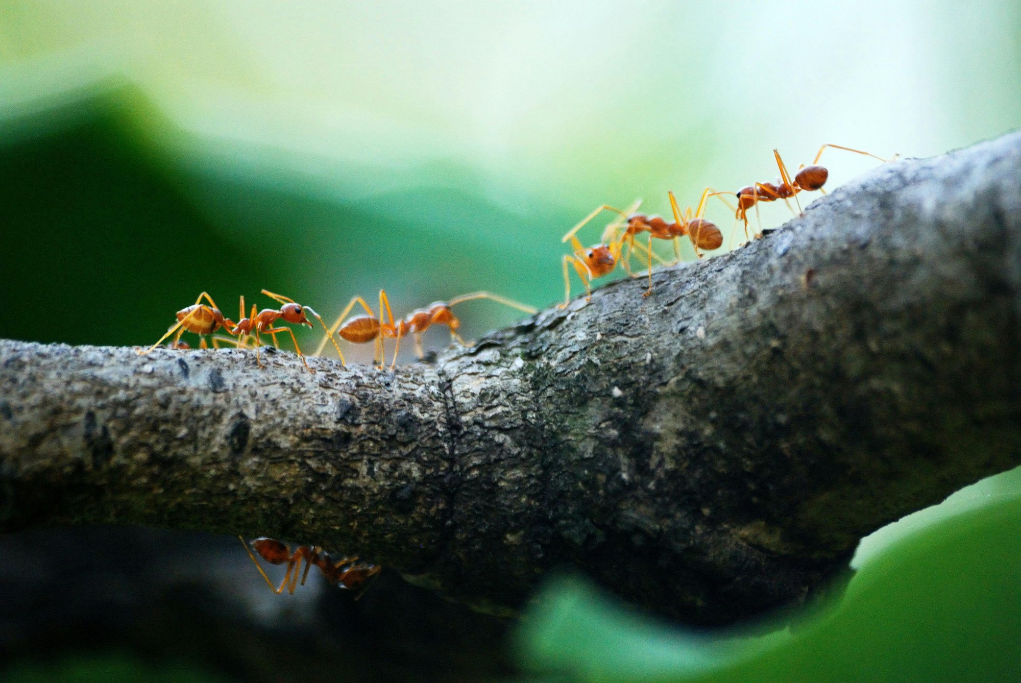 Ants On Log