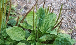 Broadleaf Plantain