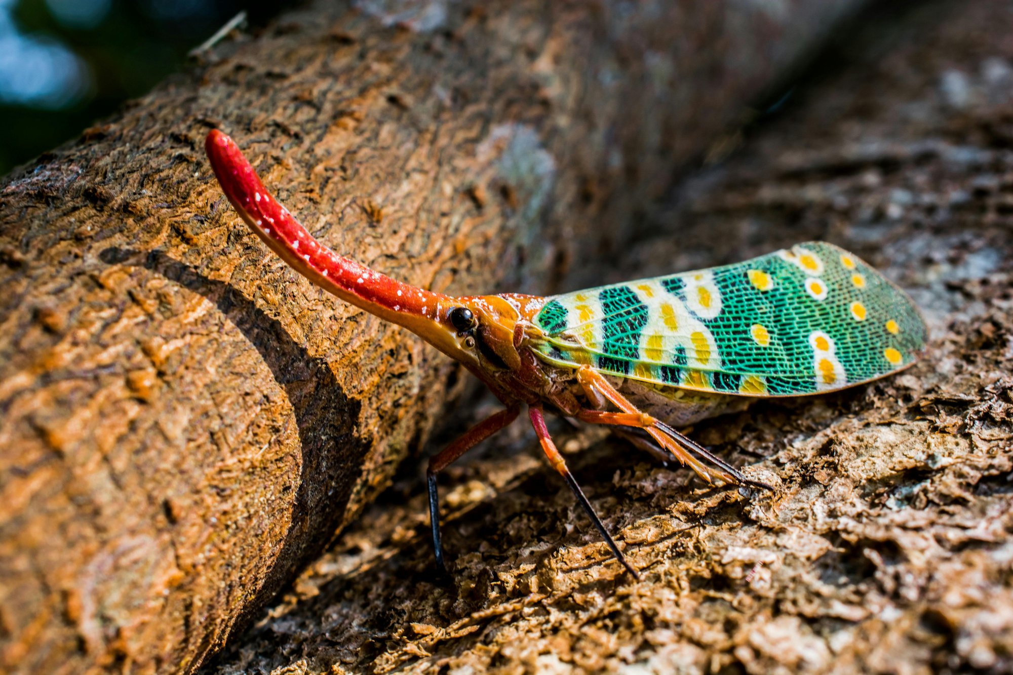 Cicada