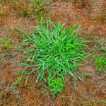 Crabgrass