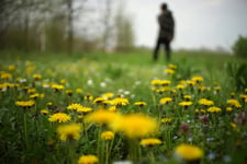 Dandelions