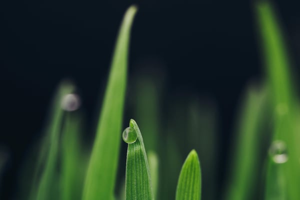 Grass Close Up