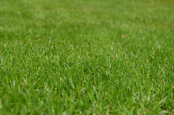 Green Grass-1