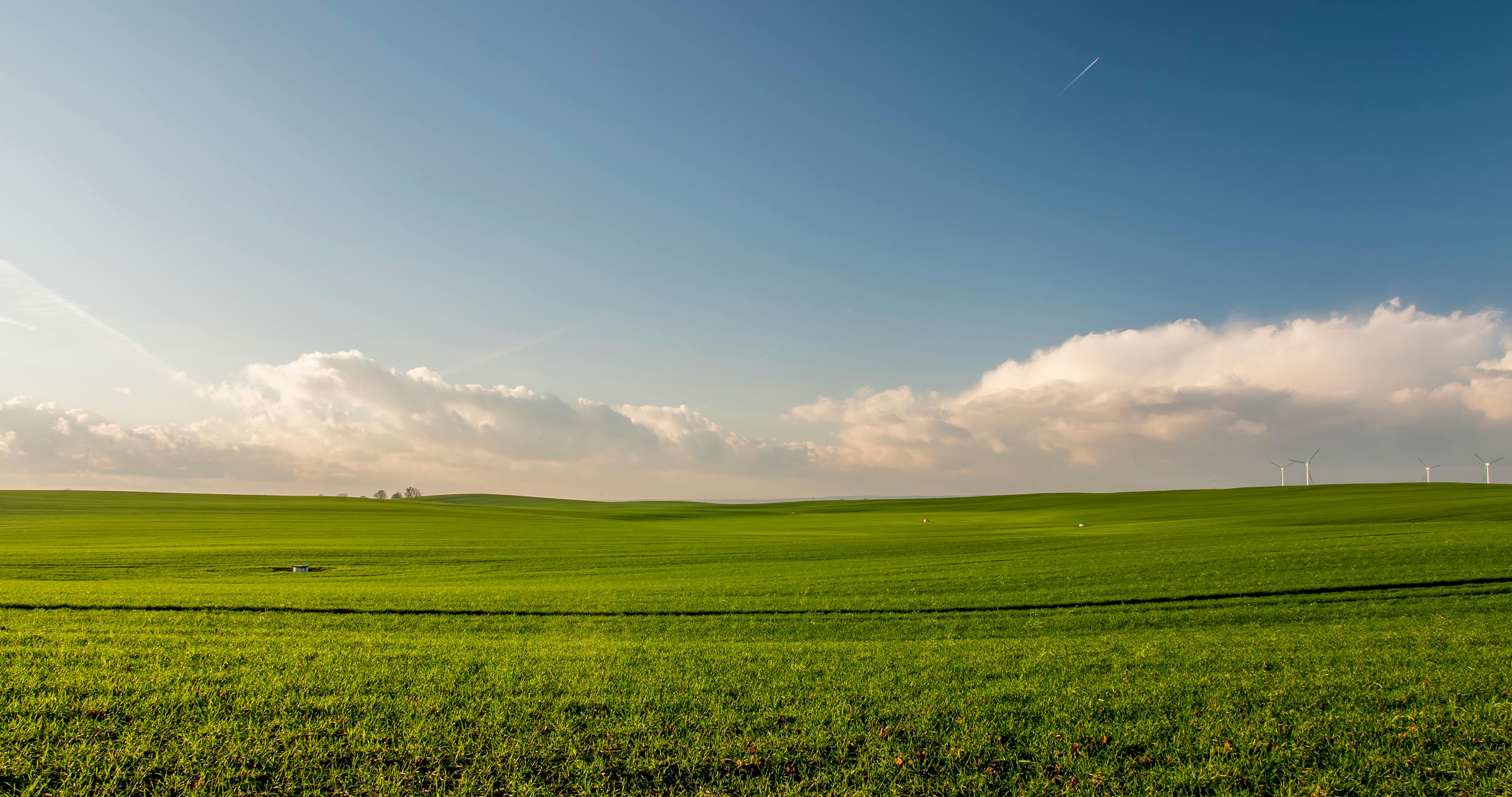 Large Green Lawn