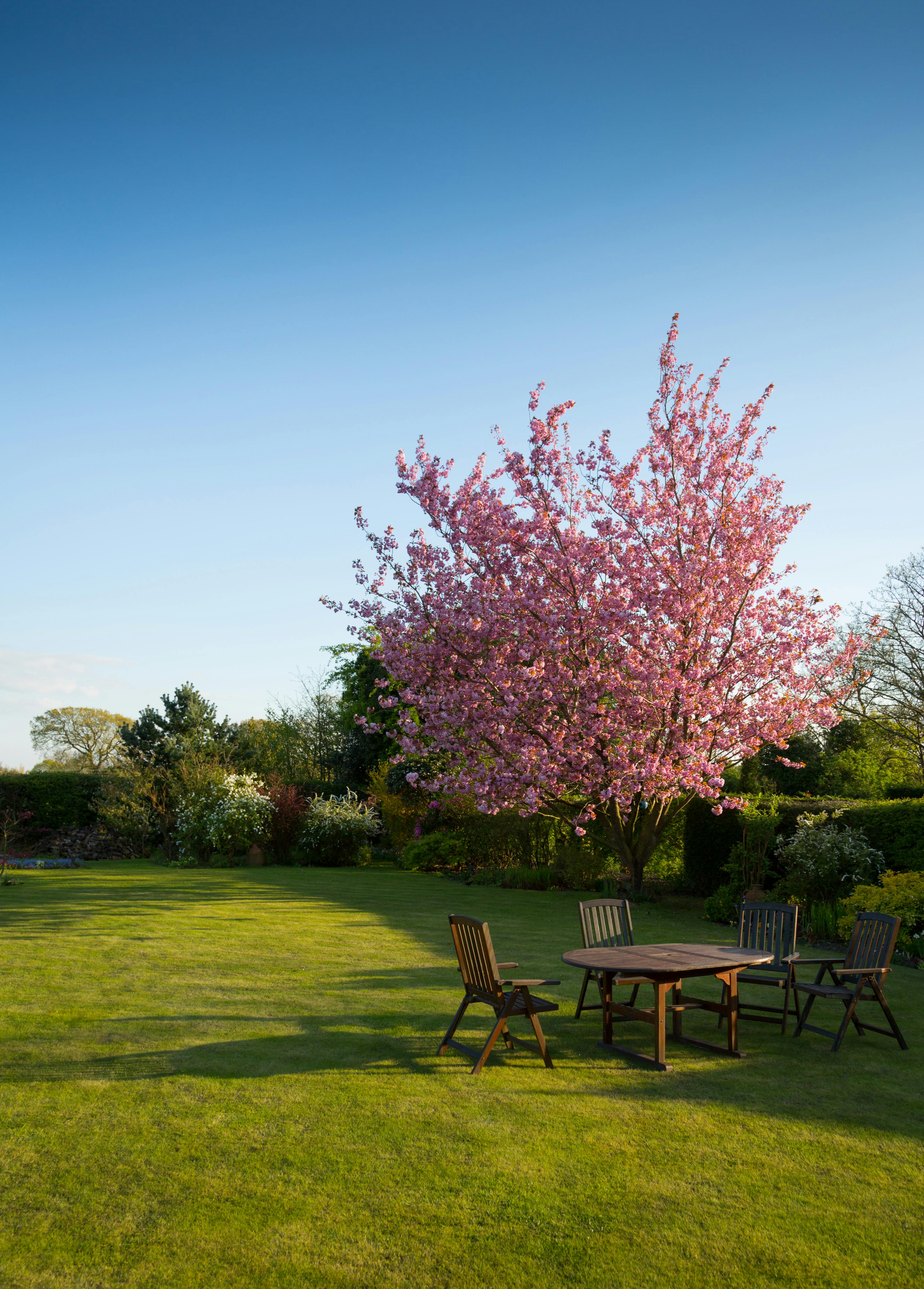 Lawn with hedges, a picnic table, a tree and a blue sky.