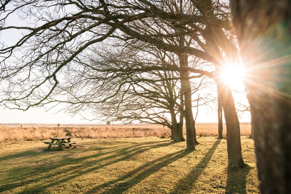 A lawn, field, trees, and a picnic table with the sun shining through in the fall