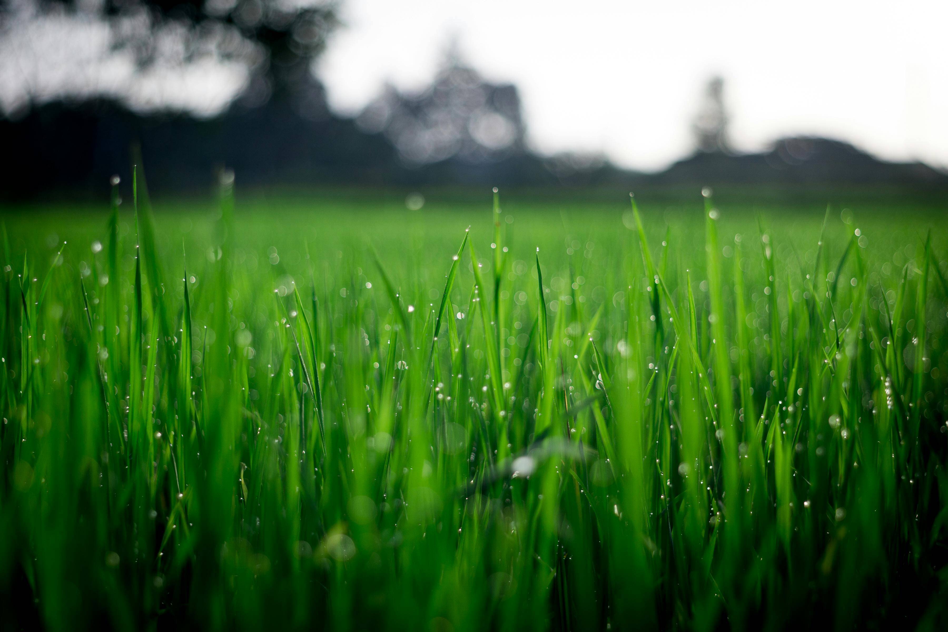 Lush Lawn