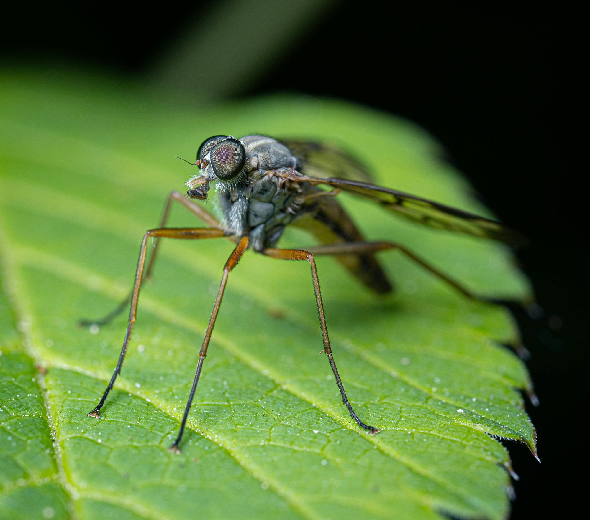 Mosquito Close Up On Leaf