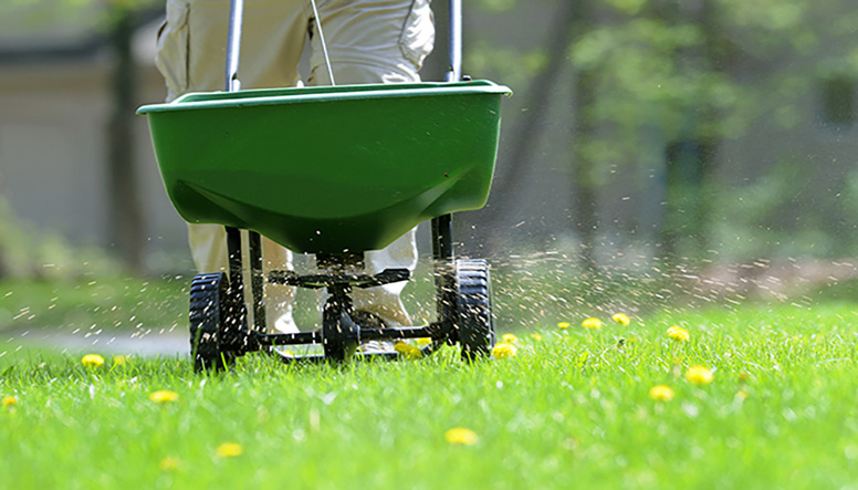 A person pushing a fertilizer spreader on a lawn with dandelion