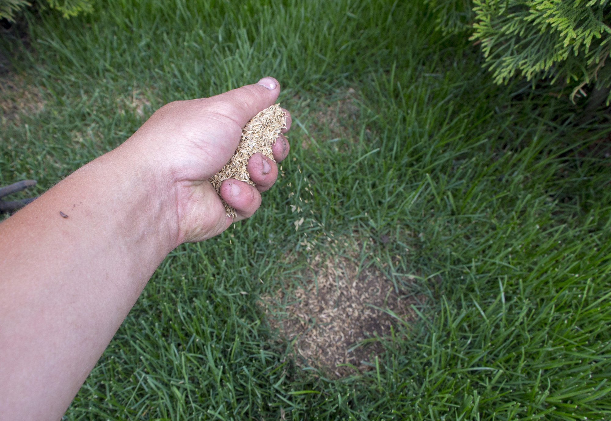 Throwing-grass-seed-over-patch-in-lawn-scaled-1