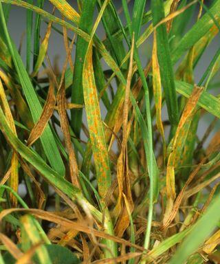 A close up of blades of grass that are showing signs of rust lawn disease