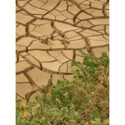 Dry clay soil with weeds