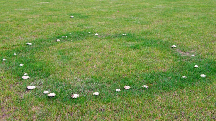 Turf with signs of Fairy Ring