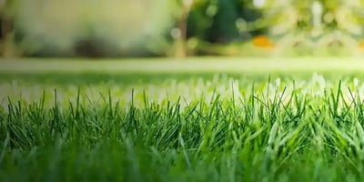 Close up of green grass