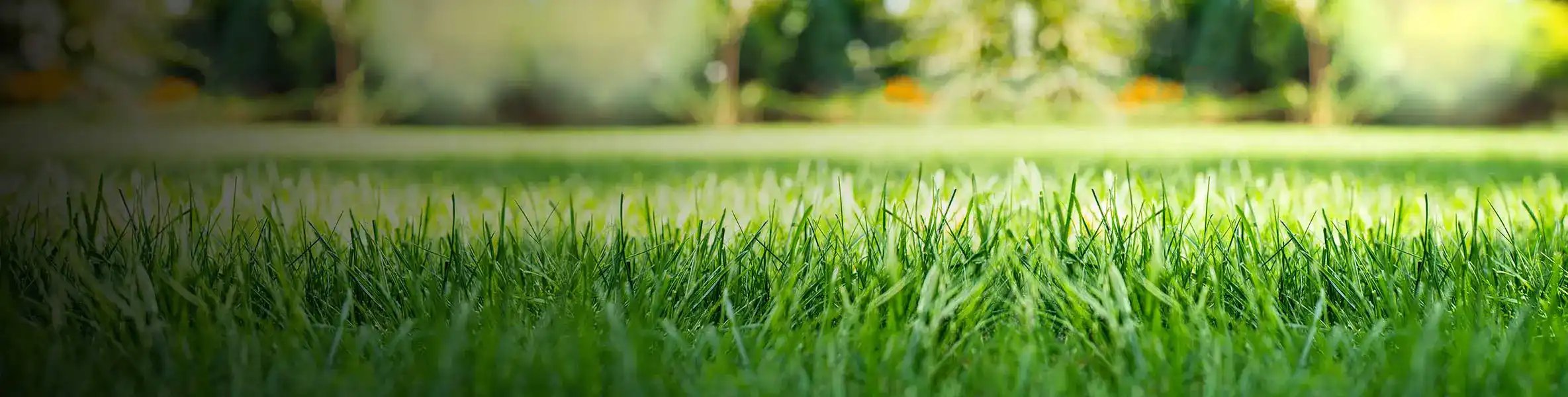 Close up of green grass