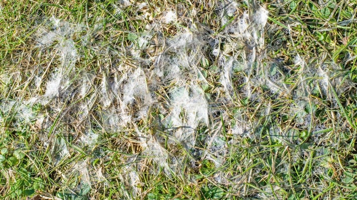 A close up of snow mold infected turf