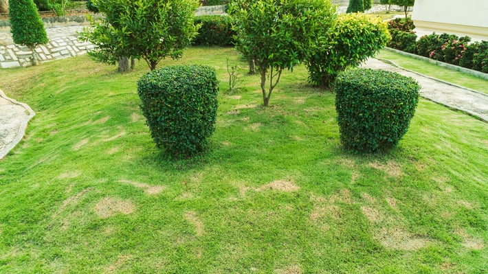 An overhead image of pythium blight in a lawn