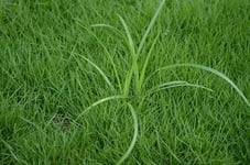 nutsedge