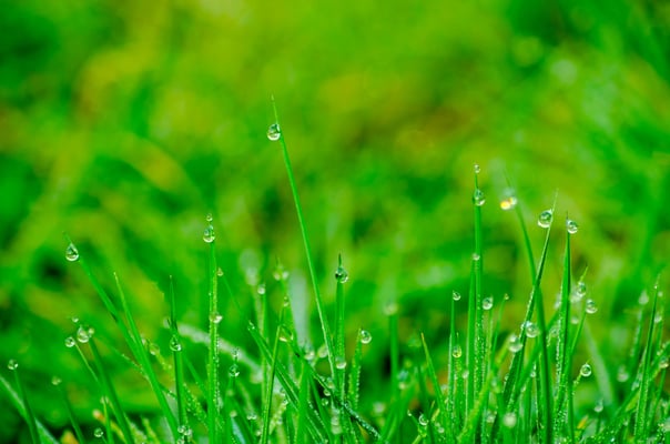 Grass blades with water droplets