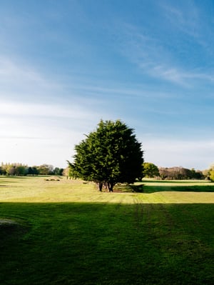 Shaded lawn