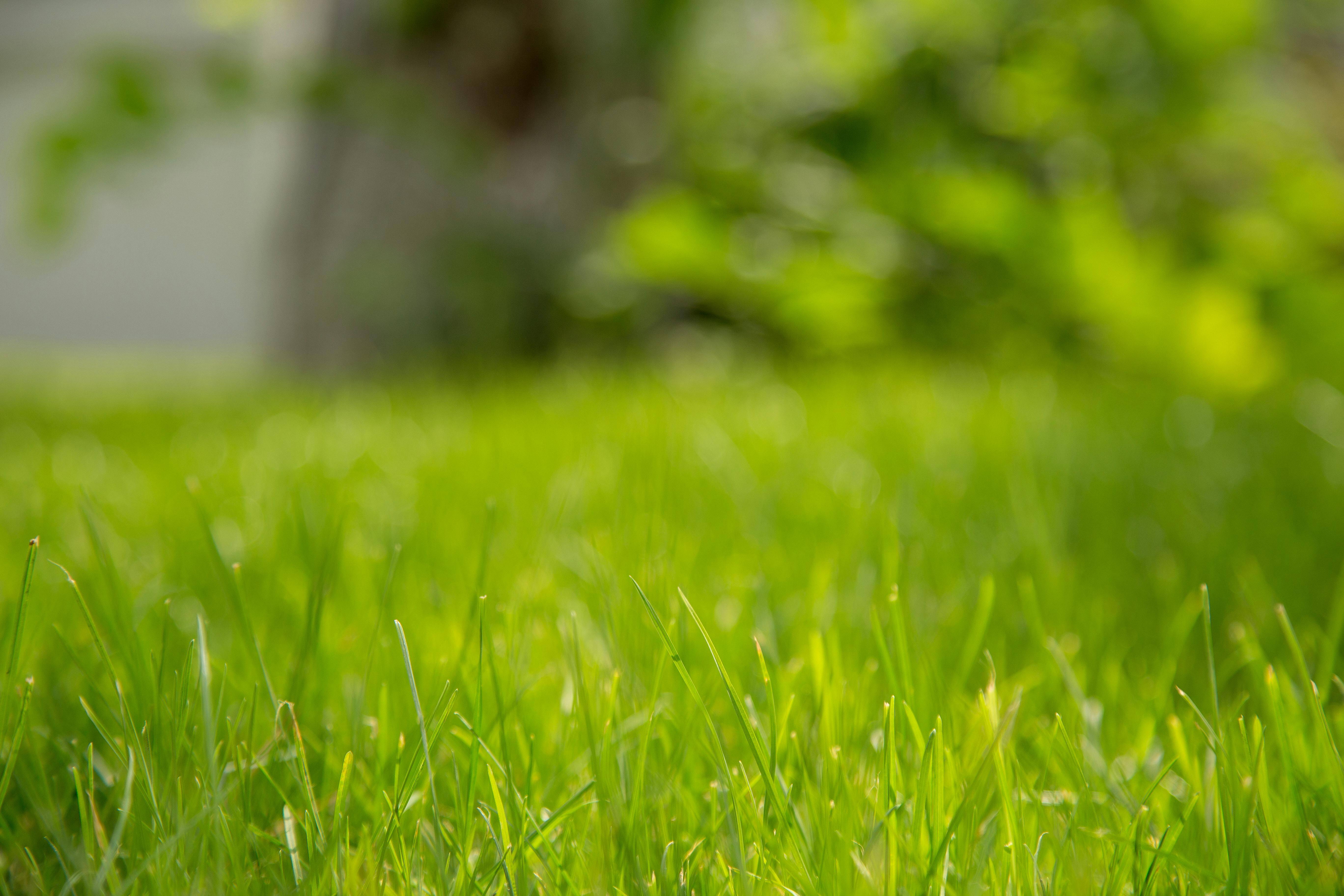 Lush lawn