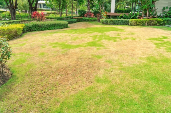 Brown patch fungal disease on lawn