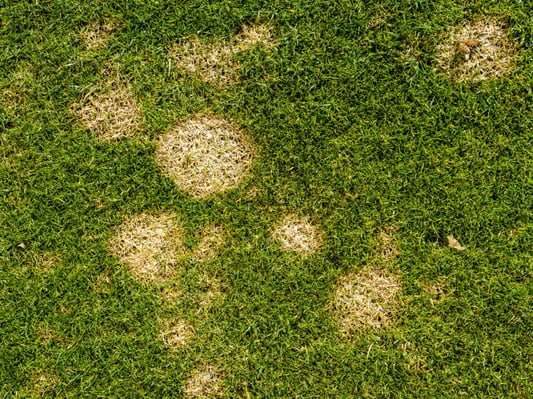 Close up image of dollar spot in a lawn